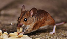 24 Hour & Emergency Exterminators in South Jordan, UT